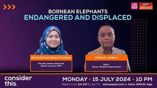 Consider This: Bornean Elephants (Part 1) — Endangered and Displaced
