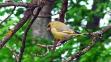 The Greenfinch: Close Up HD Footage (Chloris chloris)