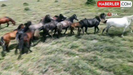 Sıcak yaz günlerinde yiyecek arayan yılkı atları havadan görüntülendi