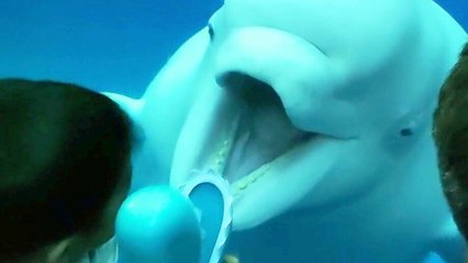 Cheeky beluga whale scares children