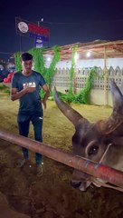 BIGGEST CHAND BAIL OF PAKISTAN _loveanimals _animals _cow _viral _trending _viralshorts _fyp(720P_60FPS)