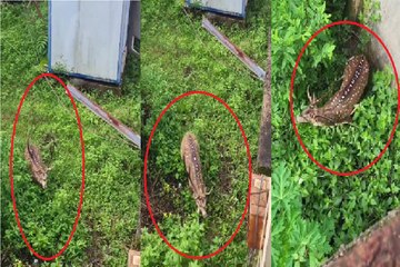 चीतल पर कुत्तों का हमला, देखिए वीडियो