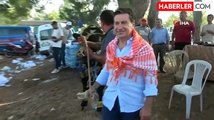 Menteşe'de Boğa Güreşi Festivali