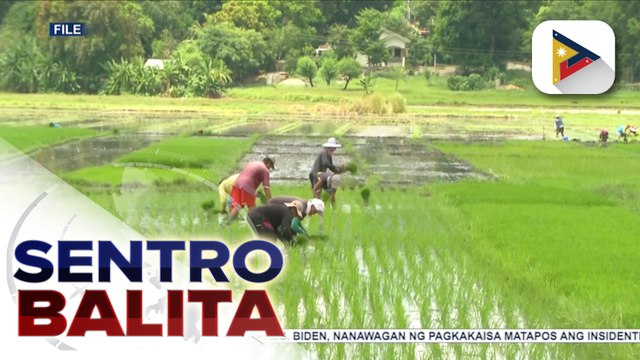 D.A., tiwalang maaabot pa rin ang higit 20-M MT na produksyon ng palay ngayong taon