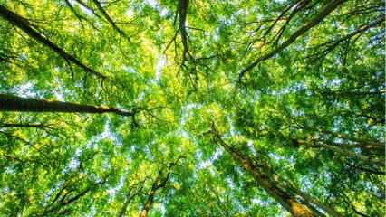 Achat de forêt et bois : un placement très attrayant sur le plan fiscal