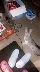 Son chat lui fait un beau cadeau... Hop, la souris