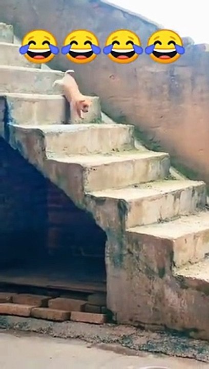Funny video