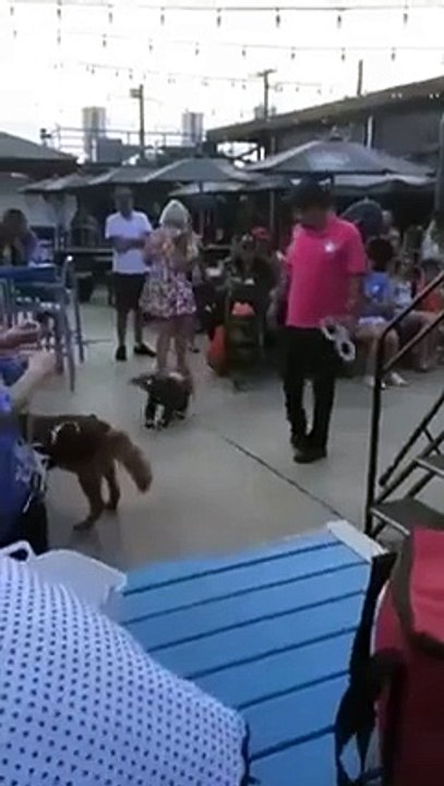 Dog In an Elephant#shorts# (240p)