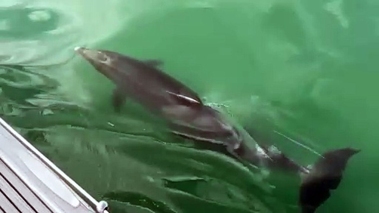 A pod of dolphins spotted near Spitbank Fort by David Royall