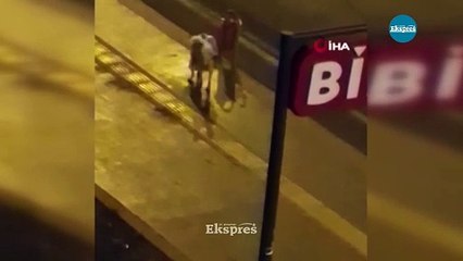 Diyarbakır'da dökülen alkolü içen köpek dakikalarca kuyruğunu ısırmaya çalıştı