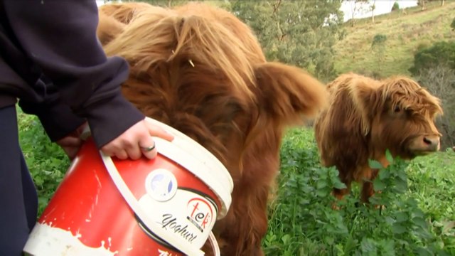 Miniature highland cows are popular, but cattle societies are debating the ethics of their breeding