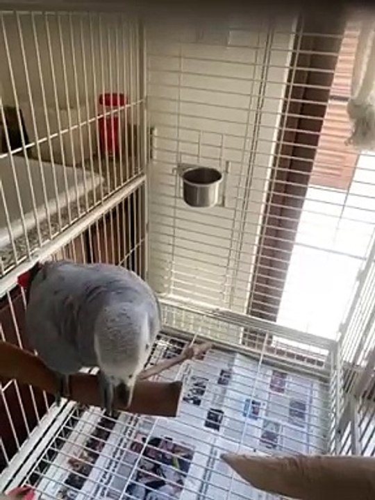 Entertainment video