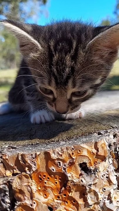 Beautiful Kitten