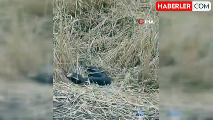 Diyarbakır'da yılanların dansı böyle görüntülendi