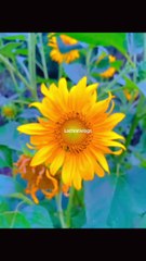 Beautiful flowers | beauty of Kashmir | discover Kashmir