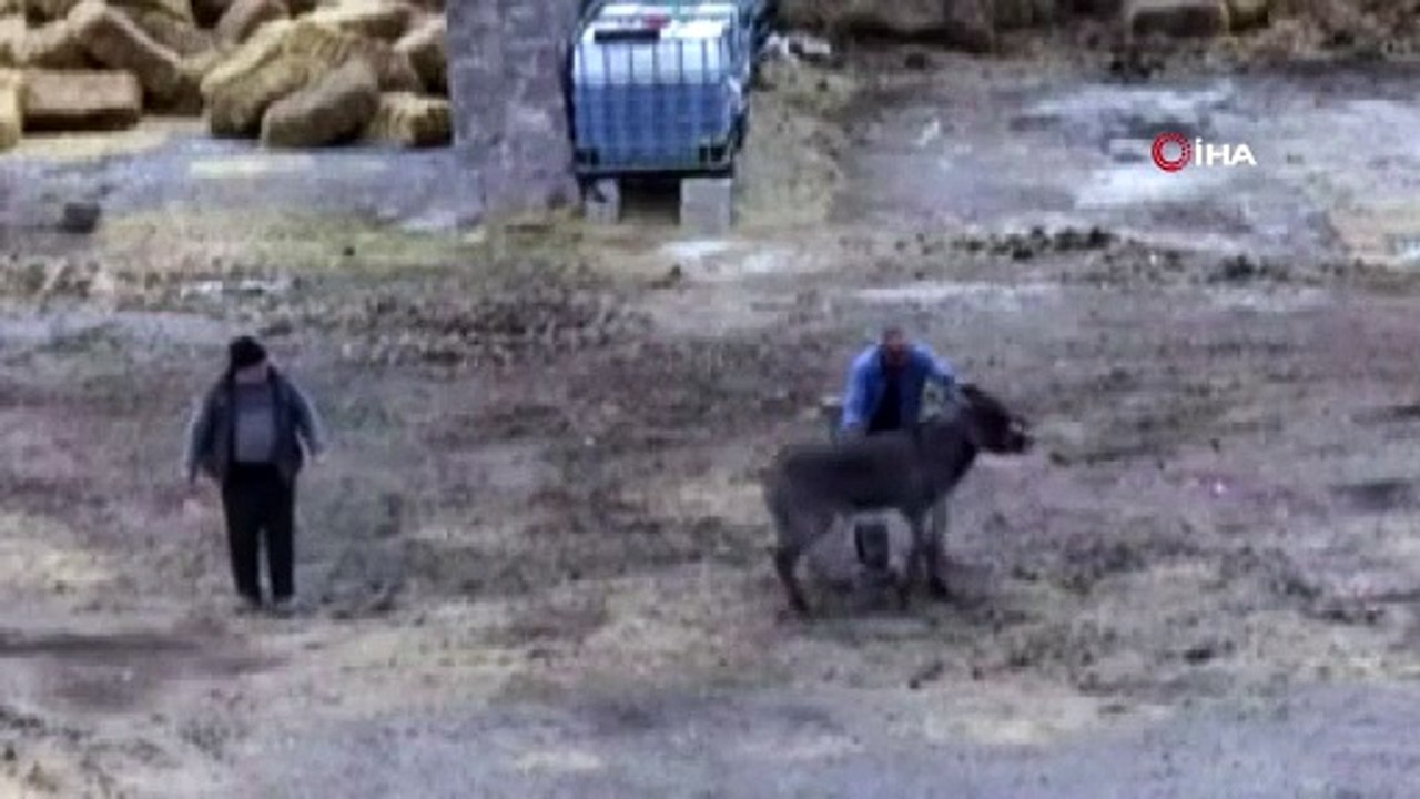 Çiftliği basıp, eşeği bıçaklayarak, atları zehirleyerek öldürdüler