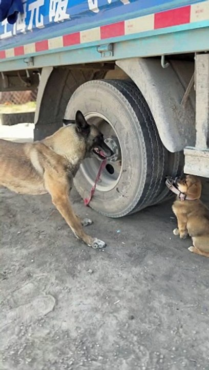 Emergency dog ​​rescue video