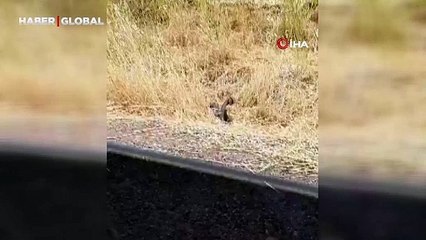 Diyarbakır'da görüntülendiler: Boyları 1 metreyi aşan yılanlar ritüellerini estetik şekilde gerçekleştirdi