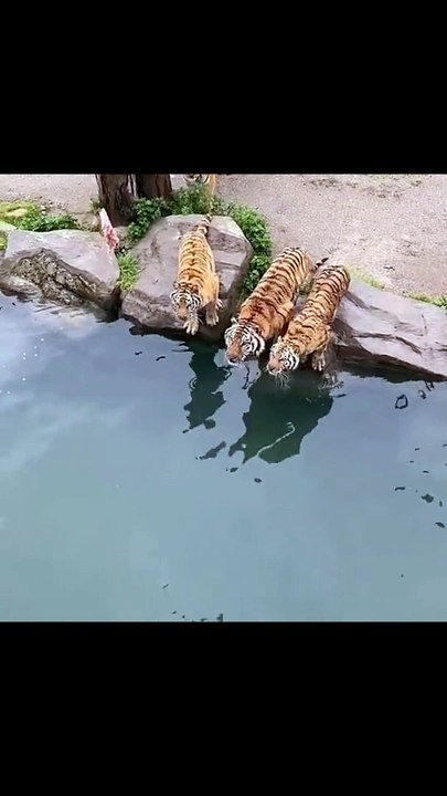 Tigers are leaping for their food