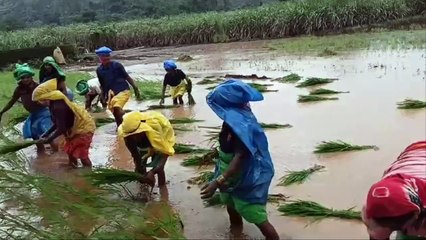 जून सरला तरी पाऊस नाही पण बळीराजाची शेतात लगबग सुरू...