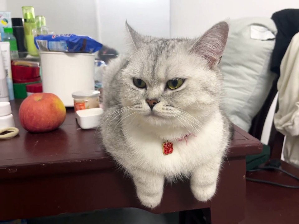 Play with the cat_Full-HD