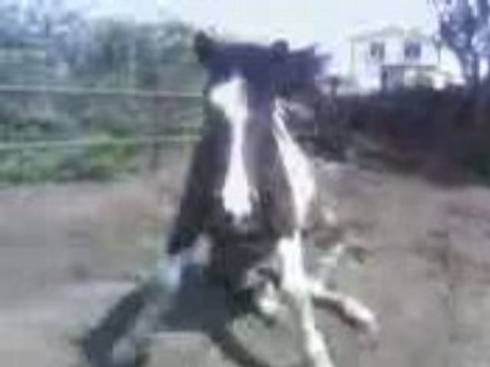 Vidéo 0236