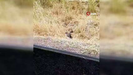 Diyarbakır Çınar’da yılanların dansı uzun süre devam etti