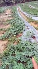 mantau perkembangan anak buah semangka