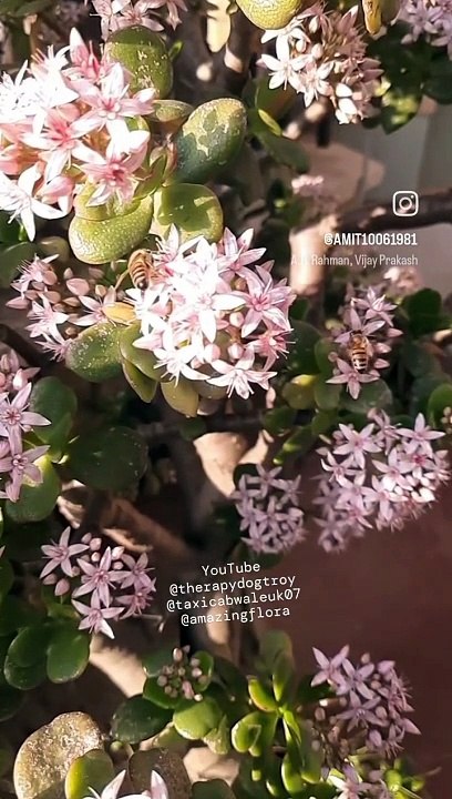 Flowers and bees