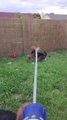 Airedale Terriers Love Playing With Water Hose