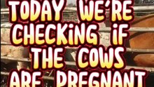 checking if the cows are pregnant!!