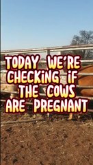 checking if the cows are pregnant!!