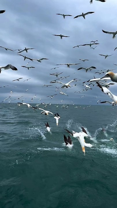 Beautiful Sea Birds Hunting and Diving in Sea