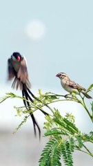 Beautiful Bird Dance in Air