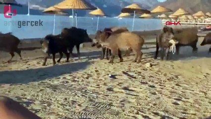 Marmaris'te domuz sürüsü plaja indi