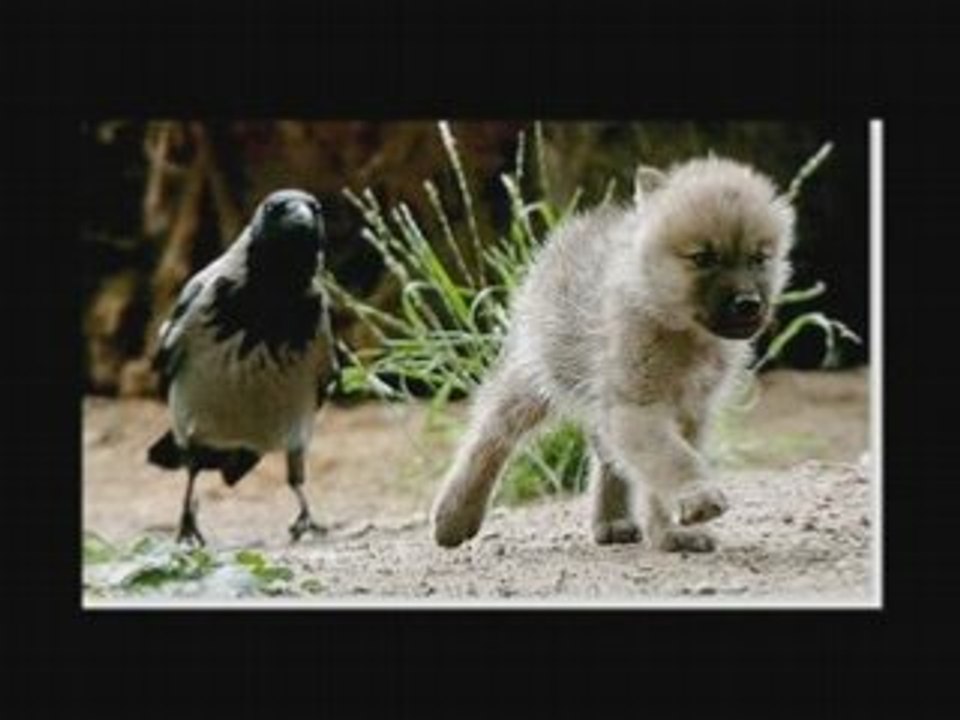 Les bebes animaux