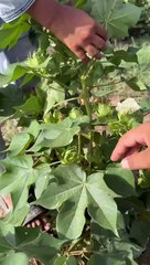 very beautiful cotton The growth and fruit are beautiful