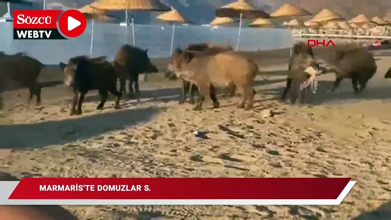 Marmaris'te domuzlar sahile indi