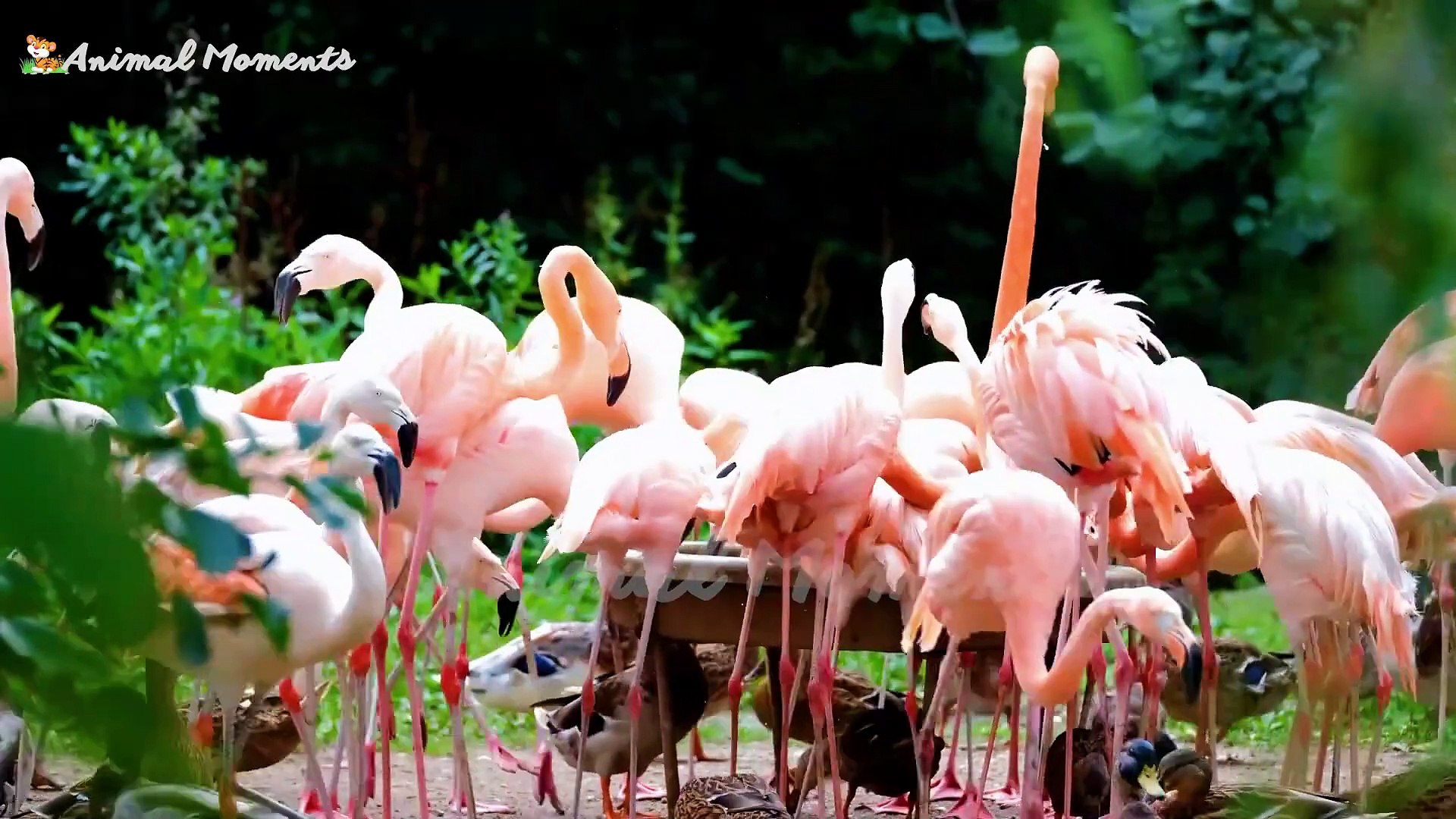 ⁣Effects of animals on humans: dogs, cats, giraffes, ducks, horses - animal sounds