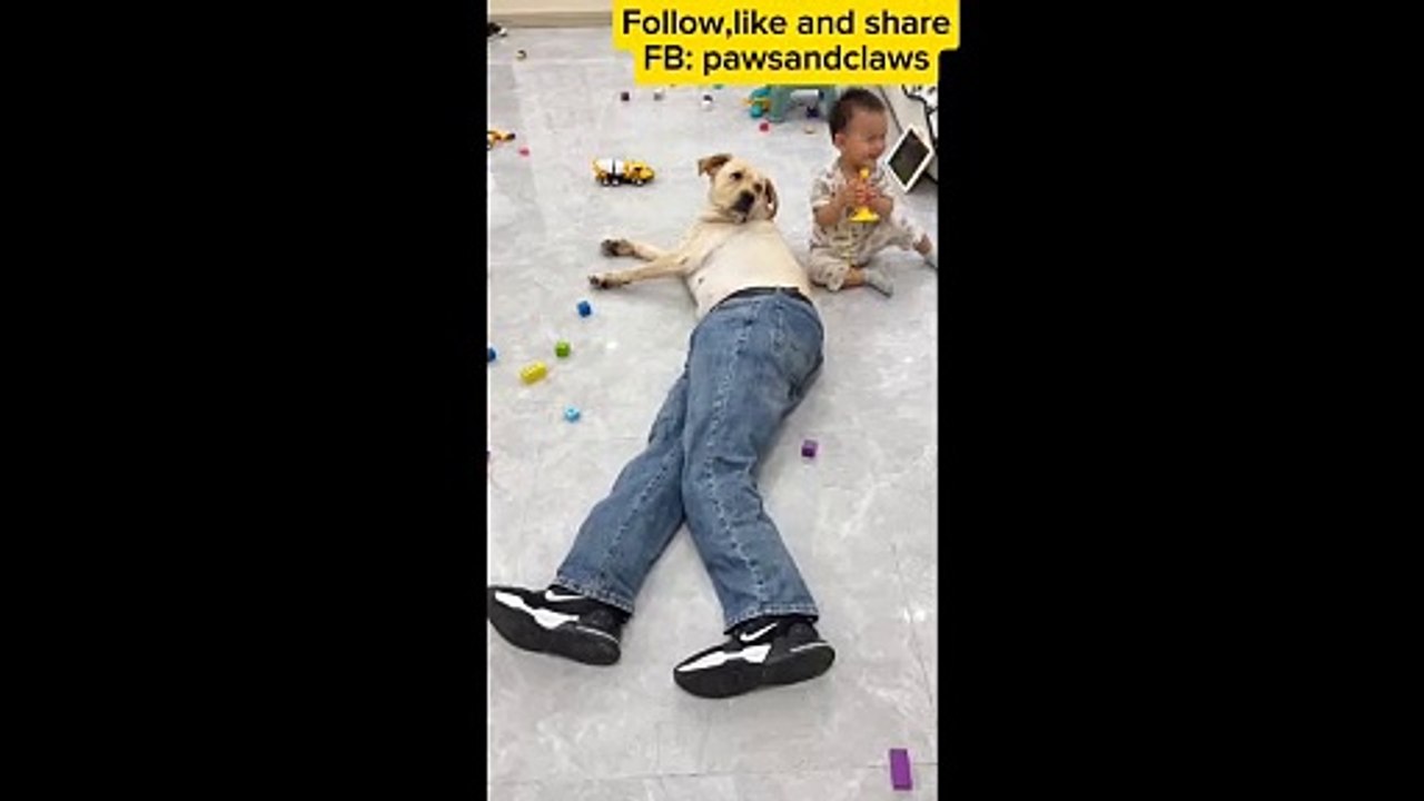 Dog in trousers