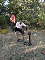 पेड़ पर लटके थे दो सांप, फिर देखिए आगे क्या हुआ