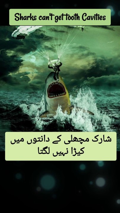 Facts Sharks | Interesting facts | Urdu | english