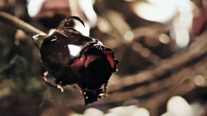 İbrahim Erkal - Ömrüm