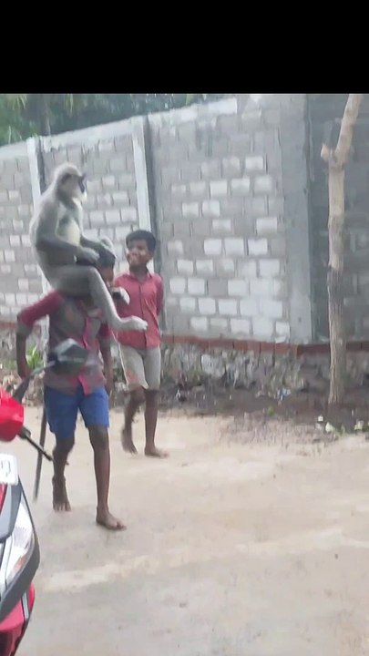 Monkey on head