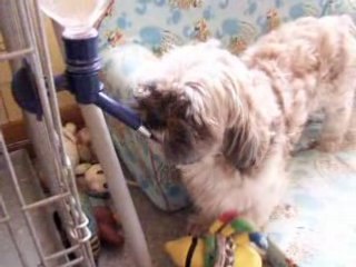 les shih tzu