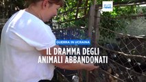 Ucraina, la battaglia dei volontari per salvare gli animali abbandonati