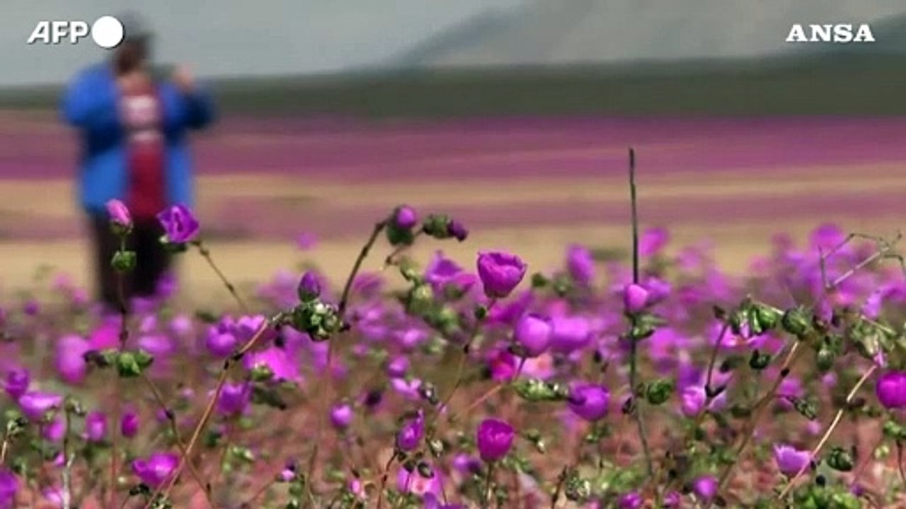 Cile, spuntano i fiori in pieno inverno nel deserto di Atacama