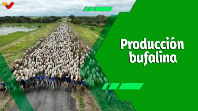 Cultivando Patria | Empresa Agropecuaria Agroflora: Principal productora de búfalos del país