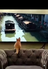 crazy cat ‍⬛ funny cat ‍⬛ fool cat ‍⬛