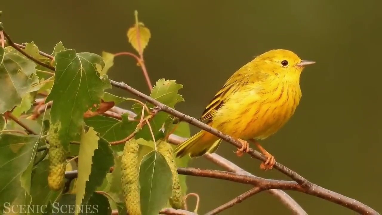 part 5 Video the most beautiful animal